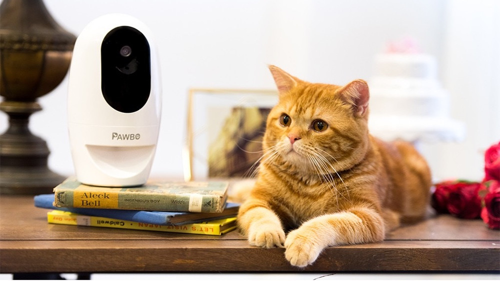 Najlepsze inteligentne urządzenia dla zwierząt domowych na rok 2022: urządzenia śledzące, karmniki i kamery dla zwierząt