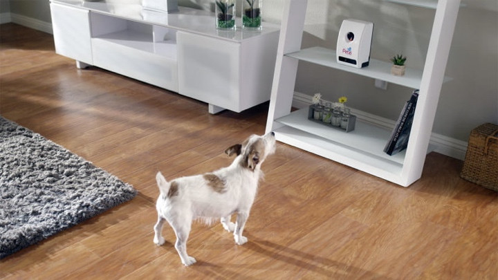 Najlepsze inteligentne urządzenia dla zwierząt domowych na rok 2022: urządzenia śledzące, karmniki i kamery dla zwierząt